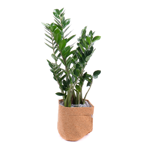 Zamioculcas v dekoračním obalu