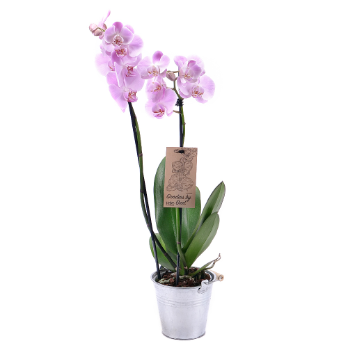 Fialová orchidej v plechovém obalu