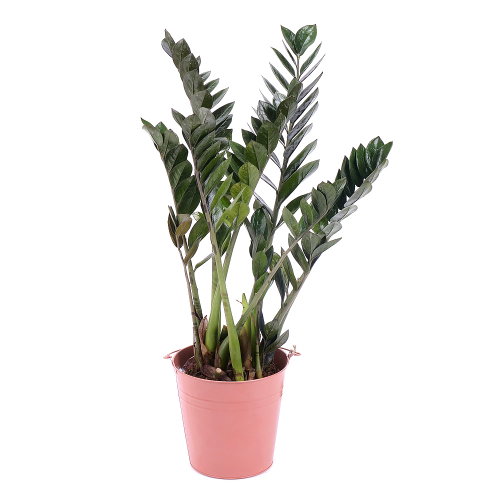 Zamioculcas v plechovém obalu