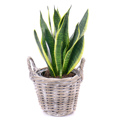 Sansevieria v ratanovém košíku