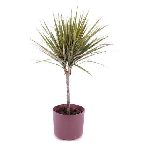 Dracena v plastovém obalu